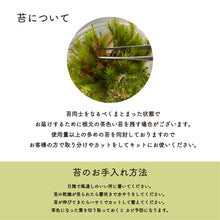 画像をギャラリービューアに読み込む, 苔テラリウム 手作りキット カピバラ