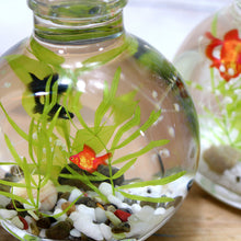 画像をギャラリービューアに読み込む, 金魚 ハーバリウム 手作りキット