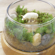 画像をギャラリービューアに読み込む, 苔テラリウム 手作りキット 豚