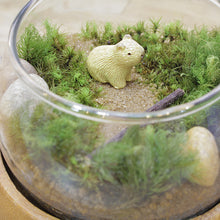 画像をギャラリービューアに読み込む, 苔テラリウム 手作りキット カピバラ