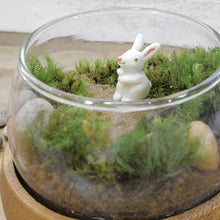 画像をギャラリービューアに読み込む, 苔テラリウム 手作りキット うさぎ