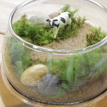 画像をギャラリービューアに読み込む, 苔テラリウム 手作りキット 牛