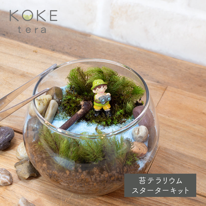 苔テラリウムの販売 – GRACE HOME BEAUTY